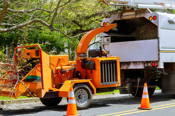 Best Tree Pruning Services  in Midwest City, OK